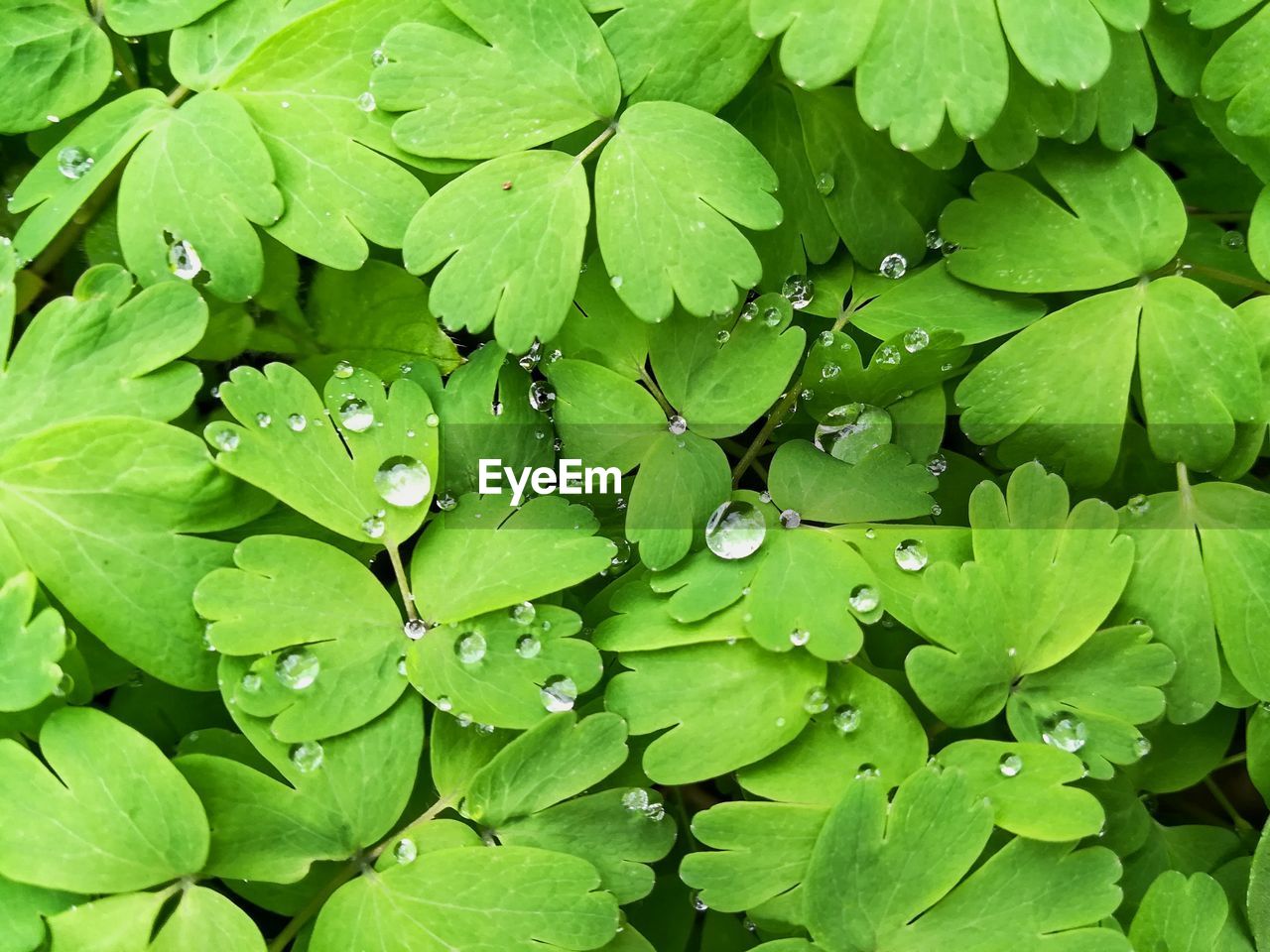 FULL FRAME SHOT OF WET PLANT