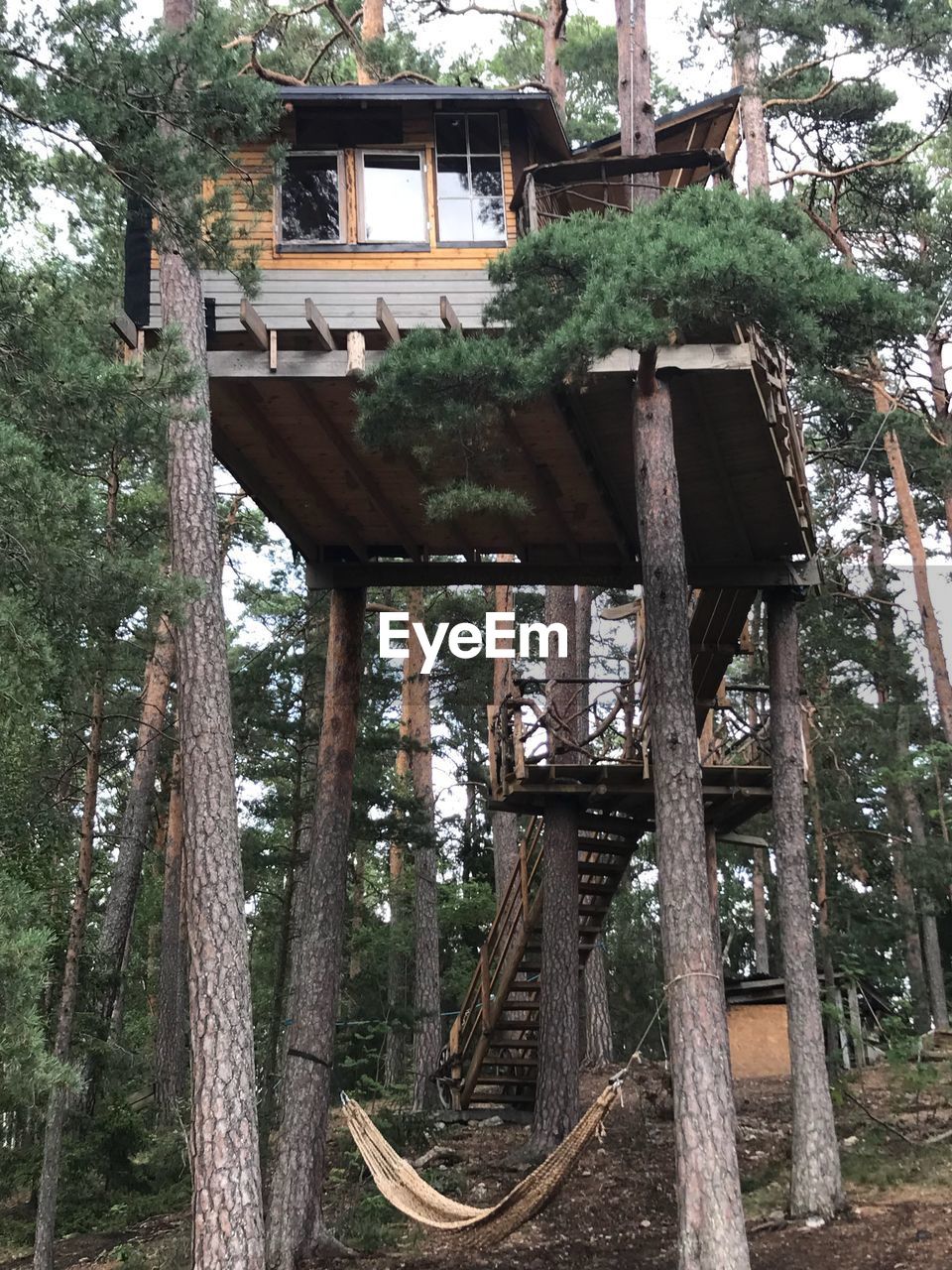 LOW ANGLE VIEW OF OLD BUILDING AND TREES IN FOREST