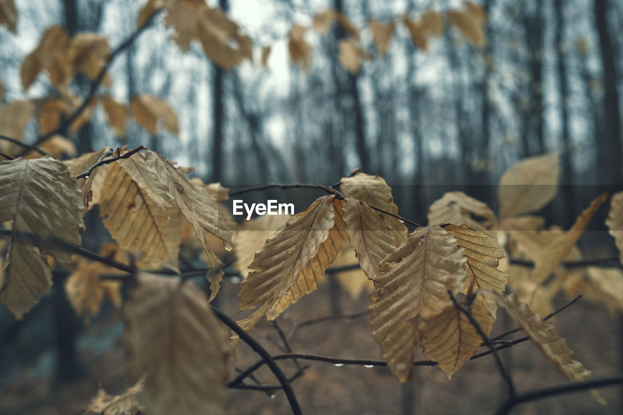 CLOSE-UP OF DRIED LEAVES ON TREE