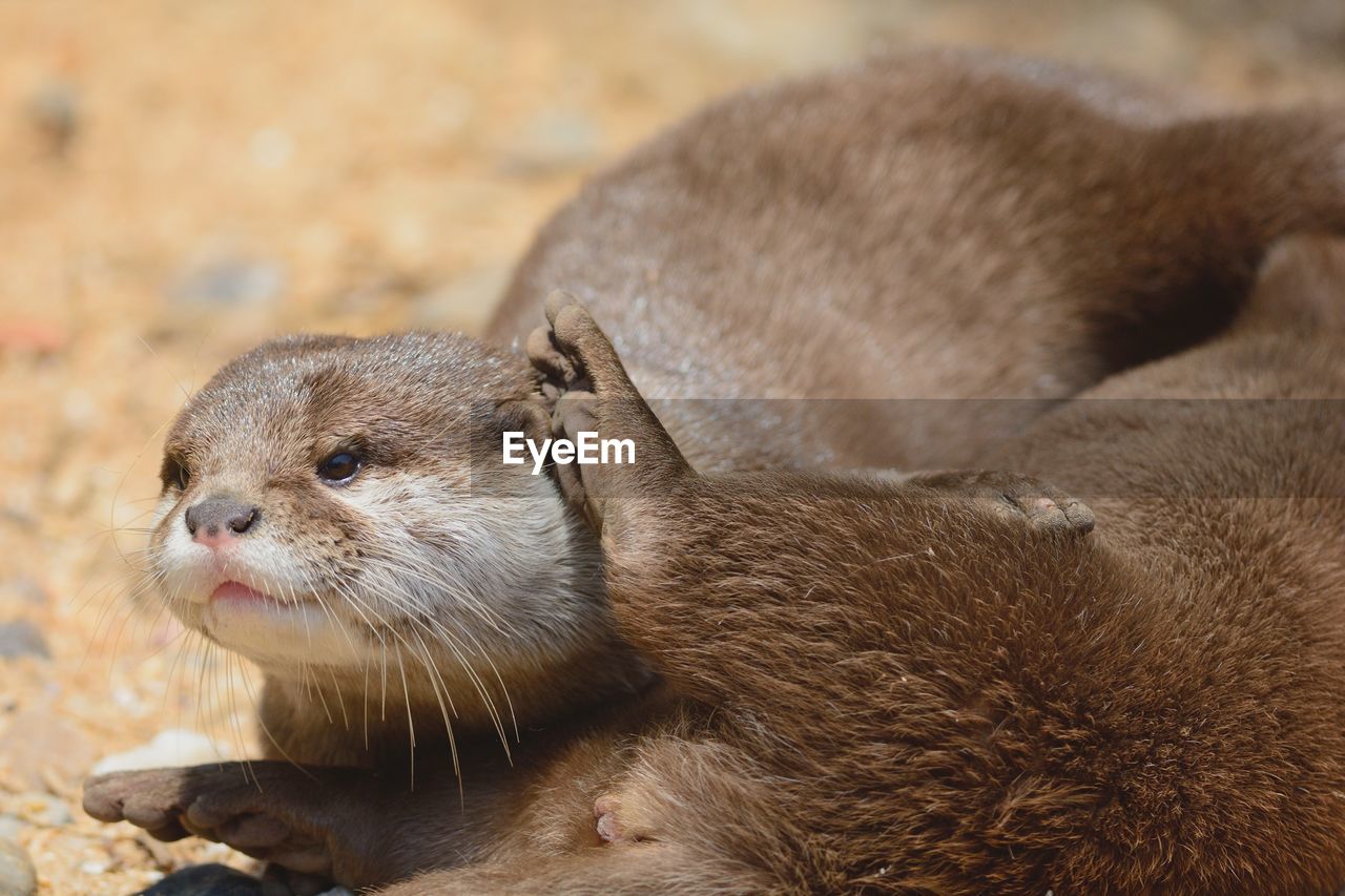 Otter relaxing on field