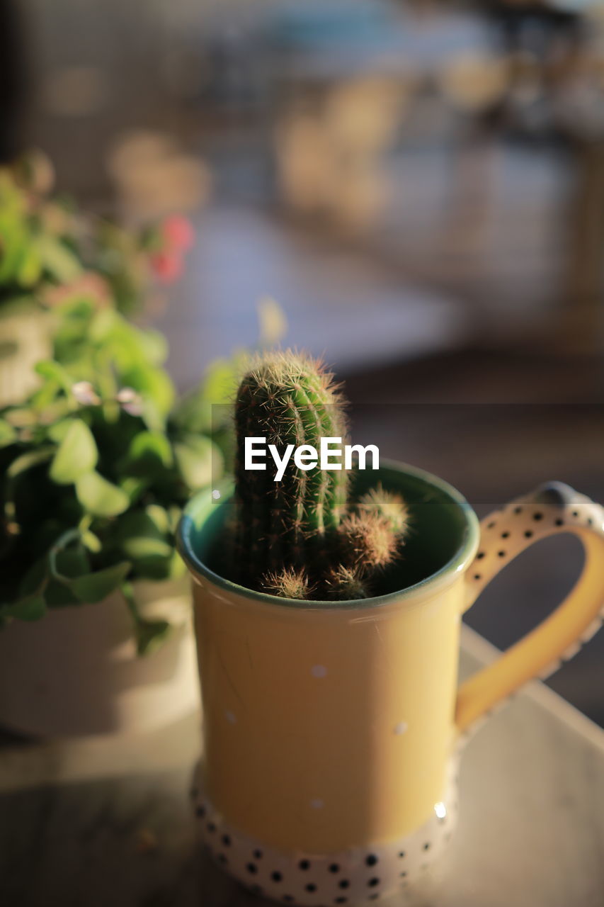 close-up of plant against blurred background