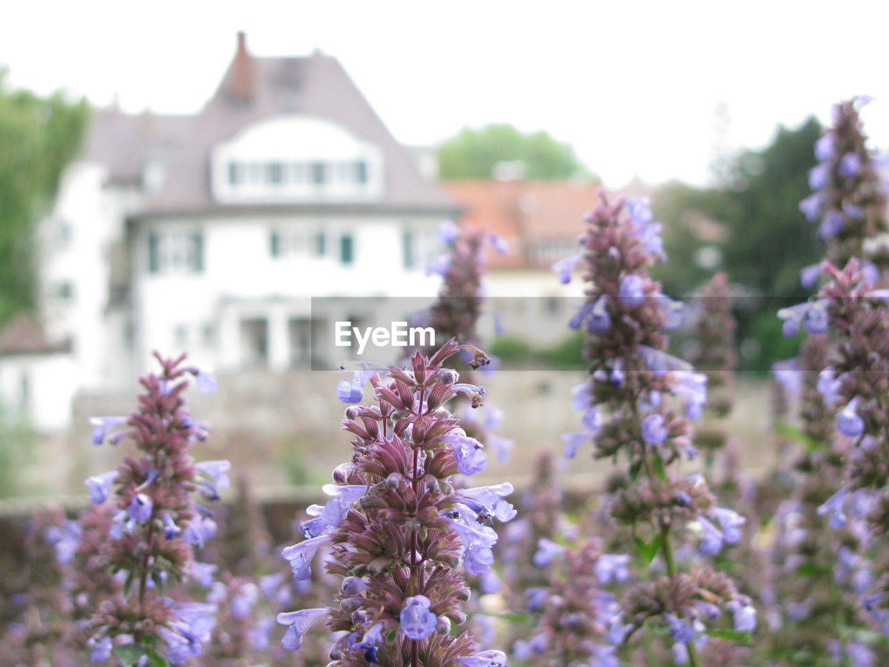 Close-up of purple flowering plant against building