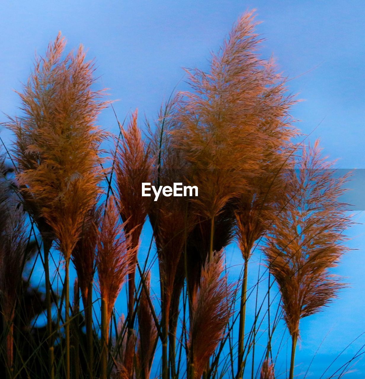 Low angle view of plants growing against clear blue sky