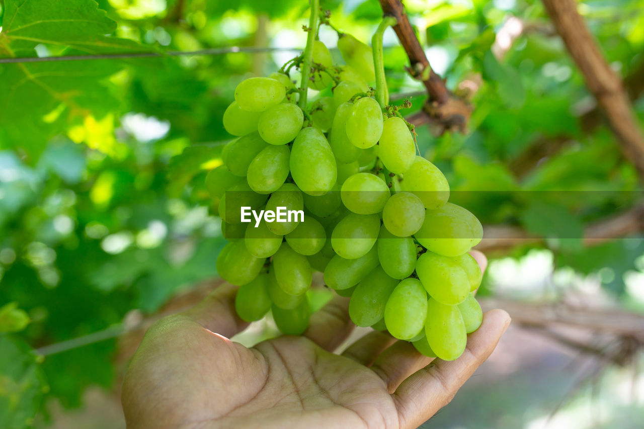 food and drink, hand, food, fruit, healthy eating, plant, agriculture, produce, tree, growth, freshness, nature, grape, green, bunch, vine, vineyard, landscape, crop, one person, rural scene, holding, flower, outdoors, wellbeing, plant part, leaf, land, close-up, adult, day, farm, occupation, ripe, environment, lifestyles, organic, drink