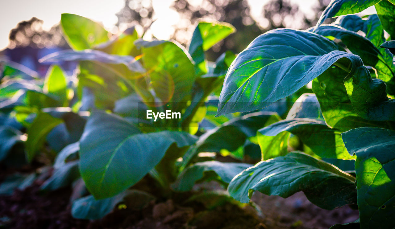 CLOSE-UP OF FRESH GREEN PLANTS