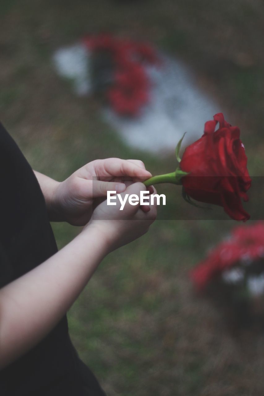 Cropped hands of child holding red rose