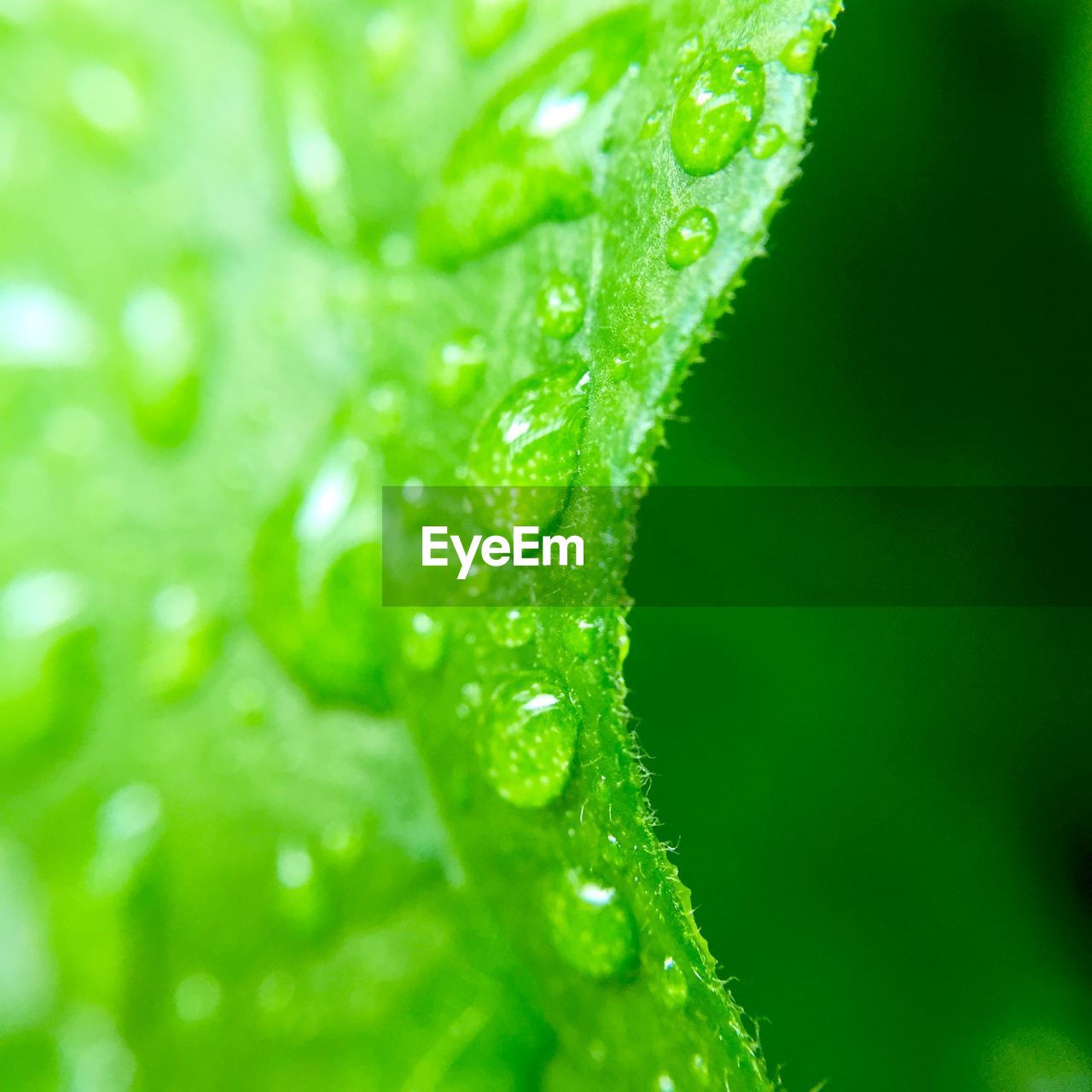 Close-up of raindrops on leaf