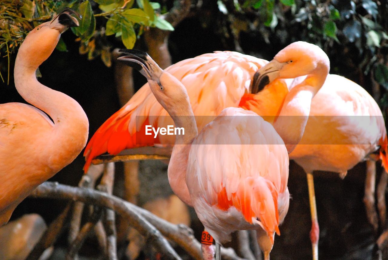 Flock of birds perching on branch