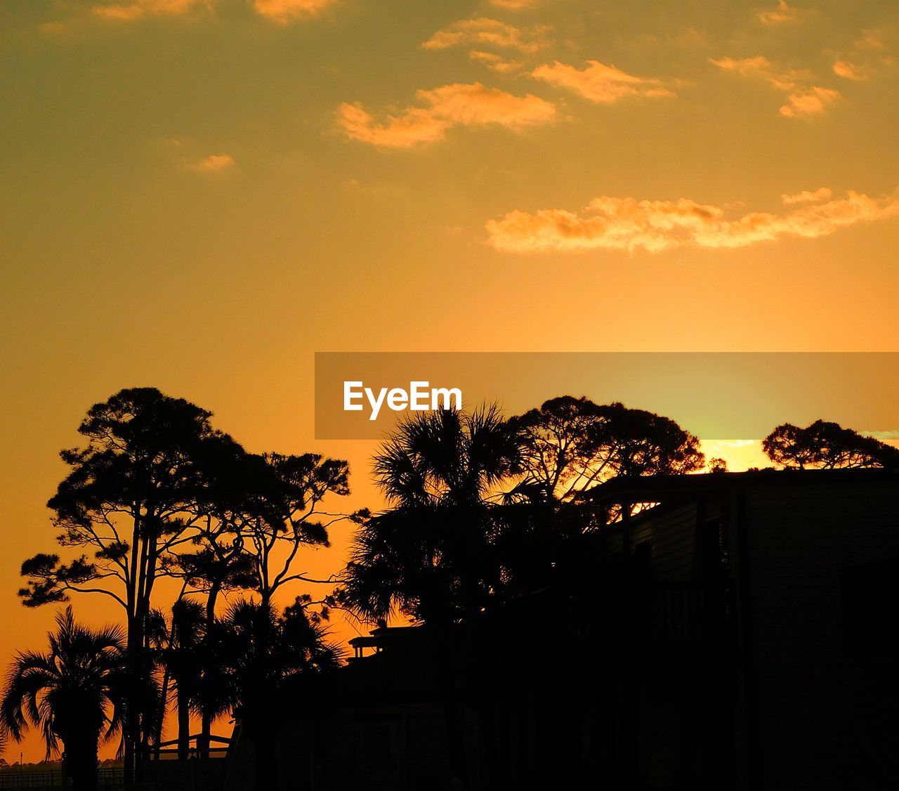 Silhouette trees against sky during sunset