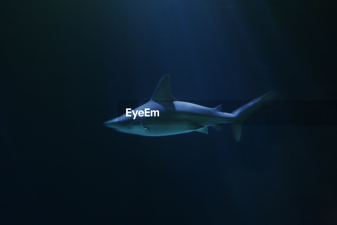 Shark swimming underwater