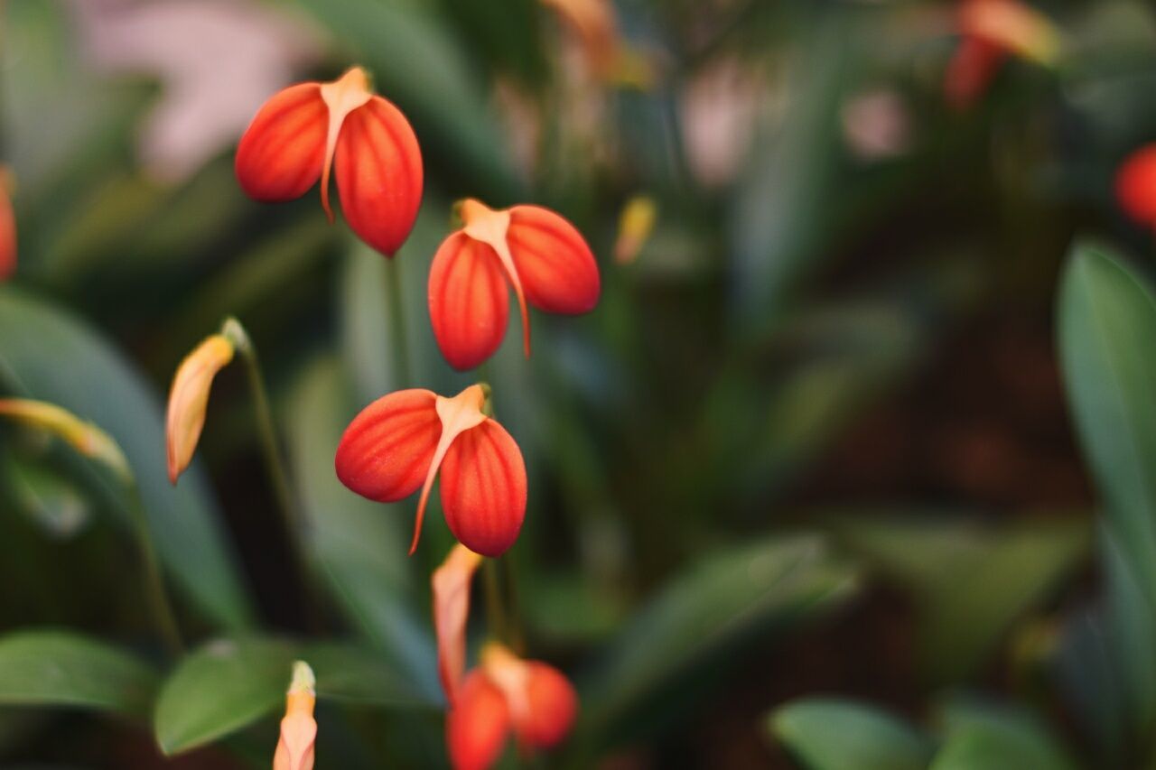 Close-up of red flower buds