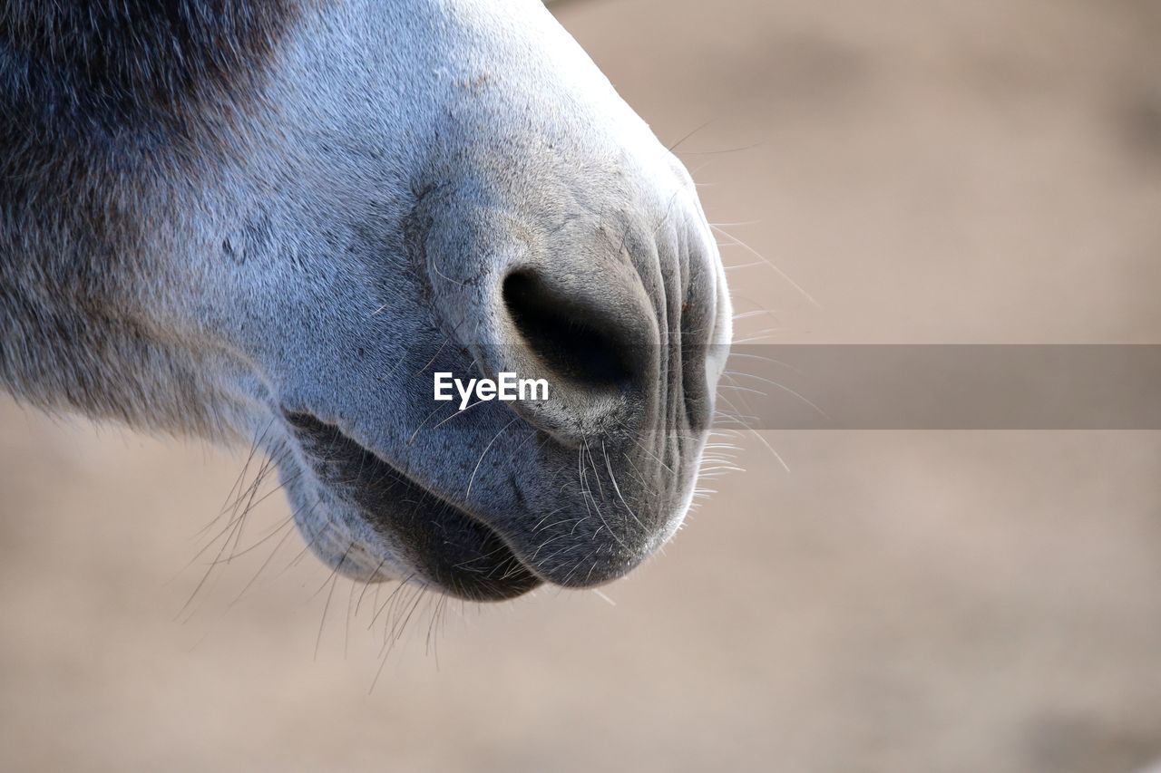 Close-up of a donkey 