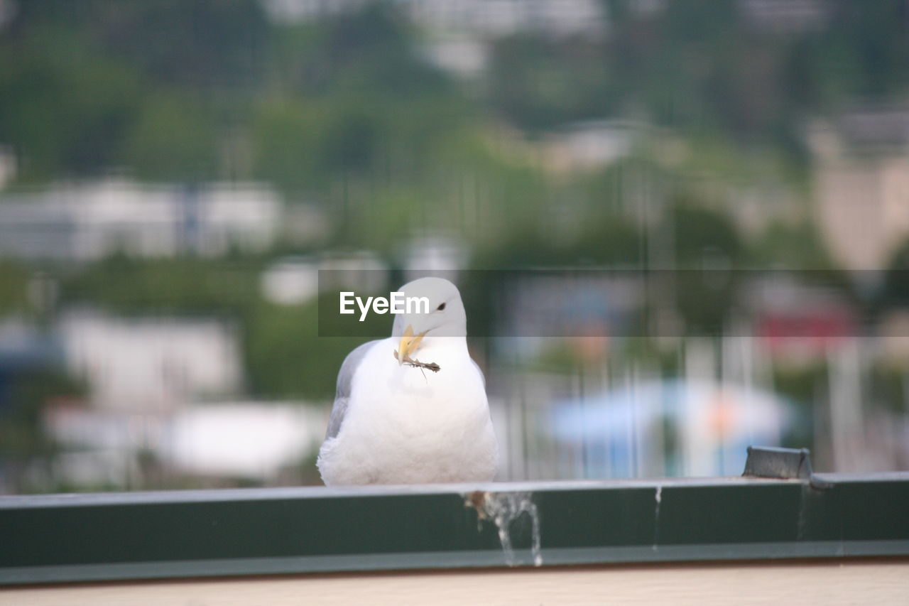 Seagull sitting by window