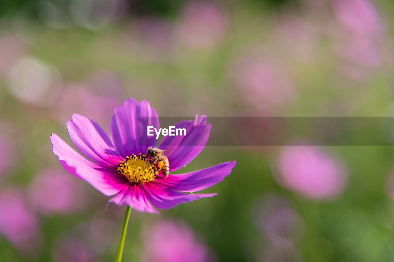 CLOSE-UP OF BUMBLEBEE ON COSMOS FLOWER