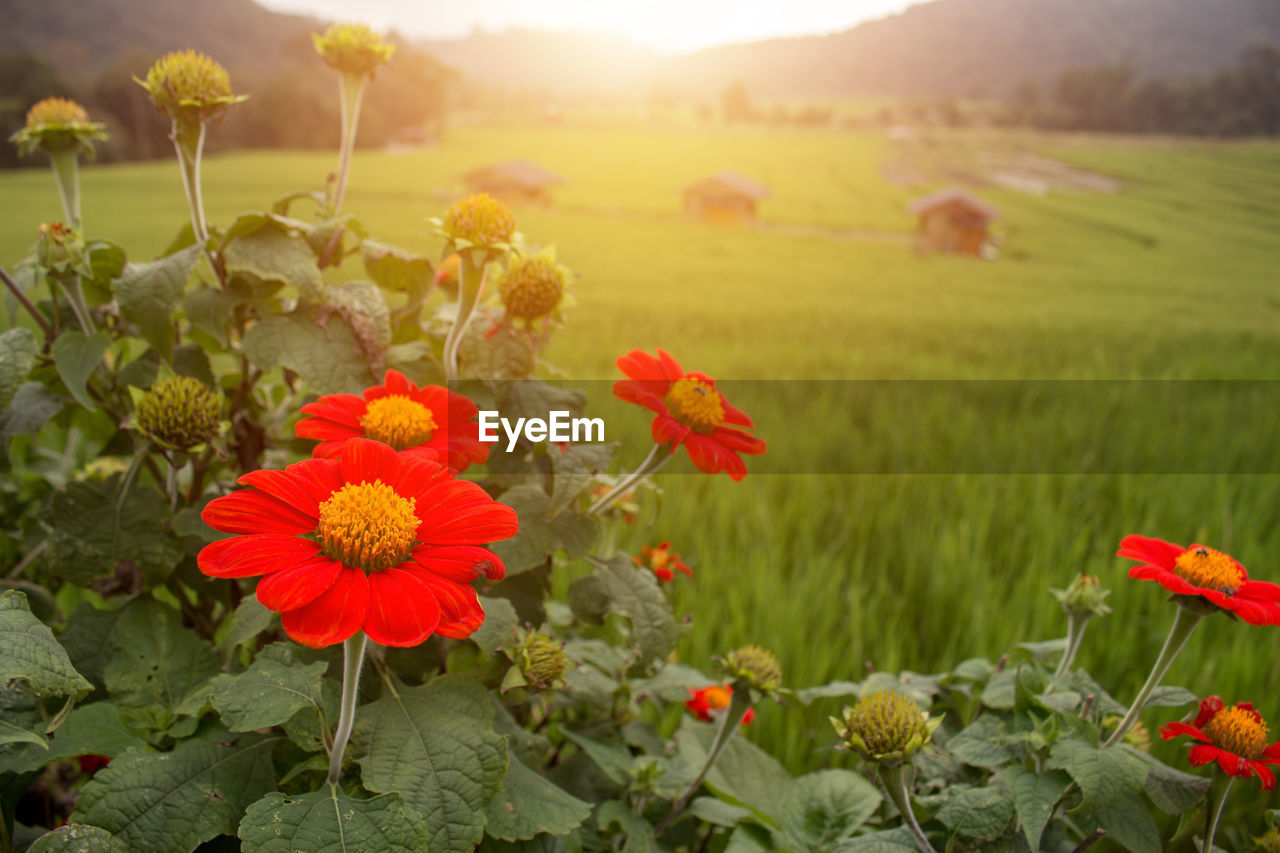 Close-up of flowering plants on field against bright sun