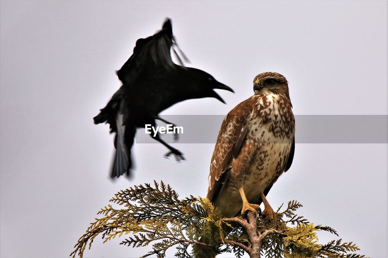 Low angle view of raven attacking bird on tree