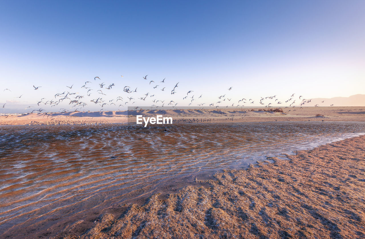 View of the beach near muizenberg, flock of birds flying above water, western cape province.
