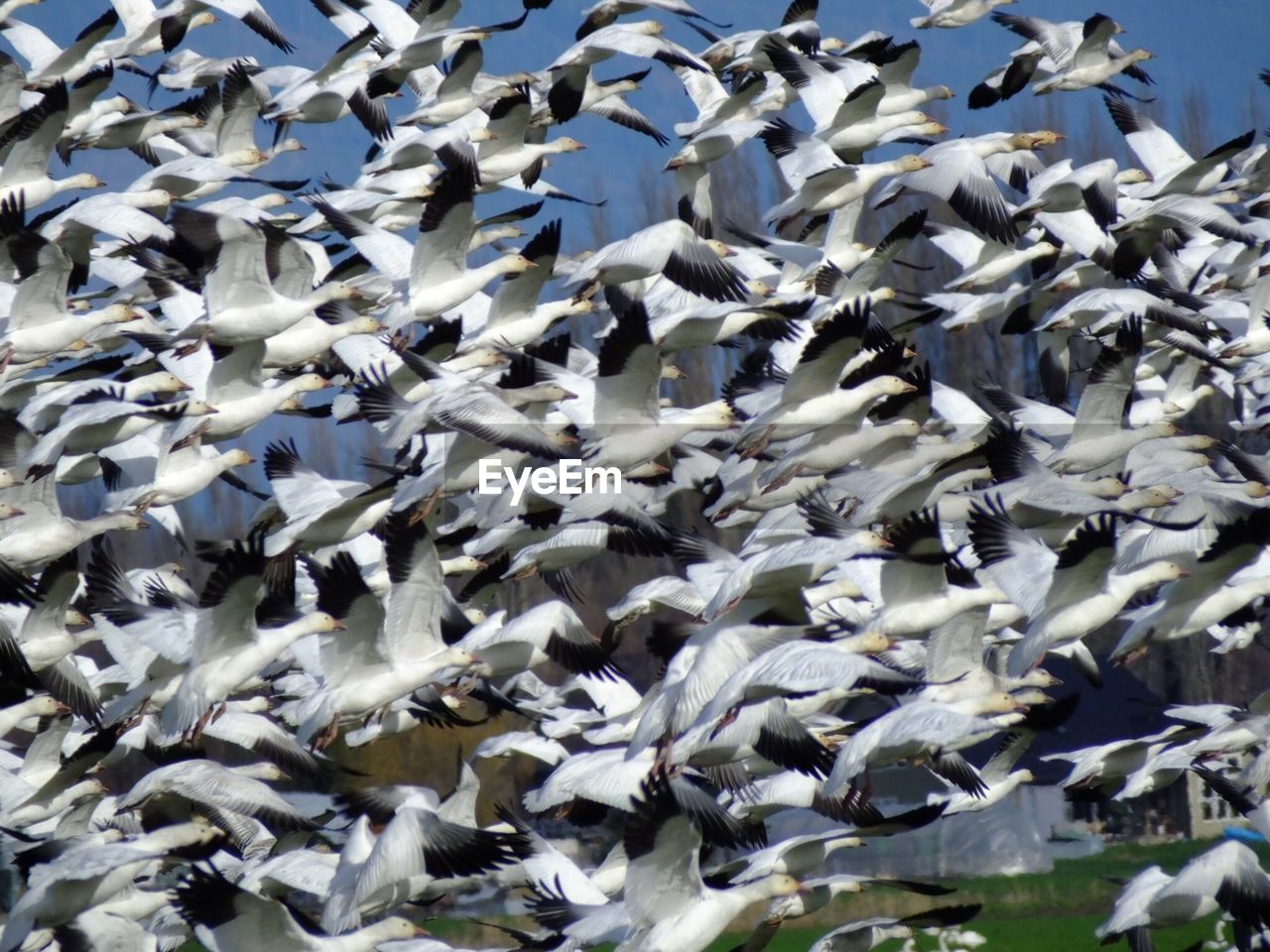 BIRDS FLYING OVER SEA