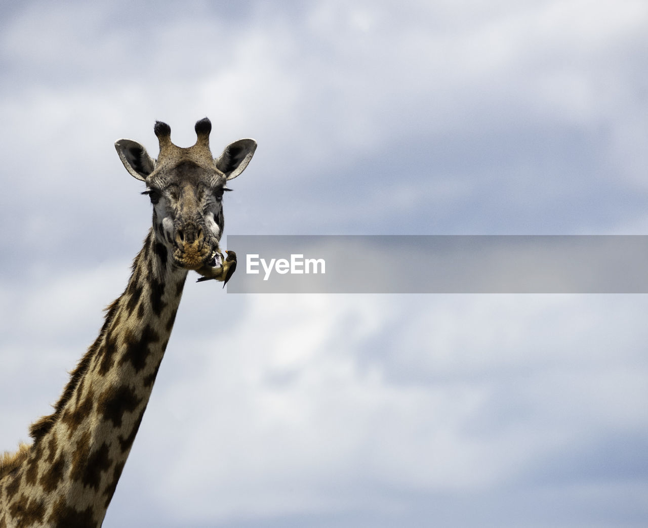 Low angle portrait of giraffe against cloudy sky