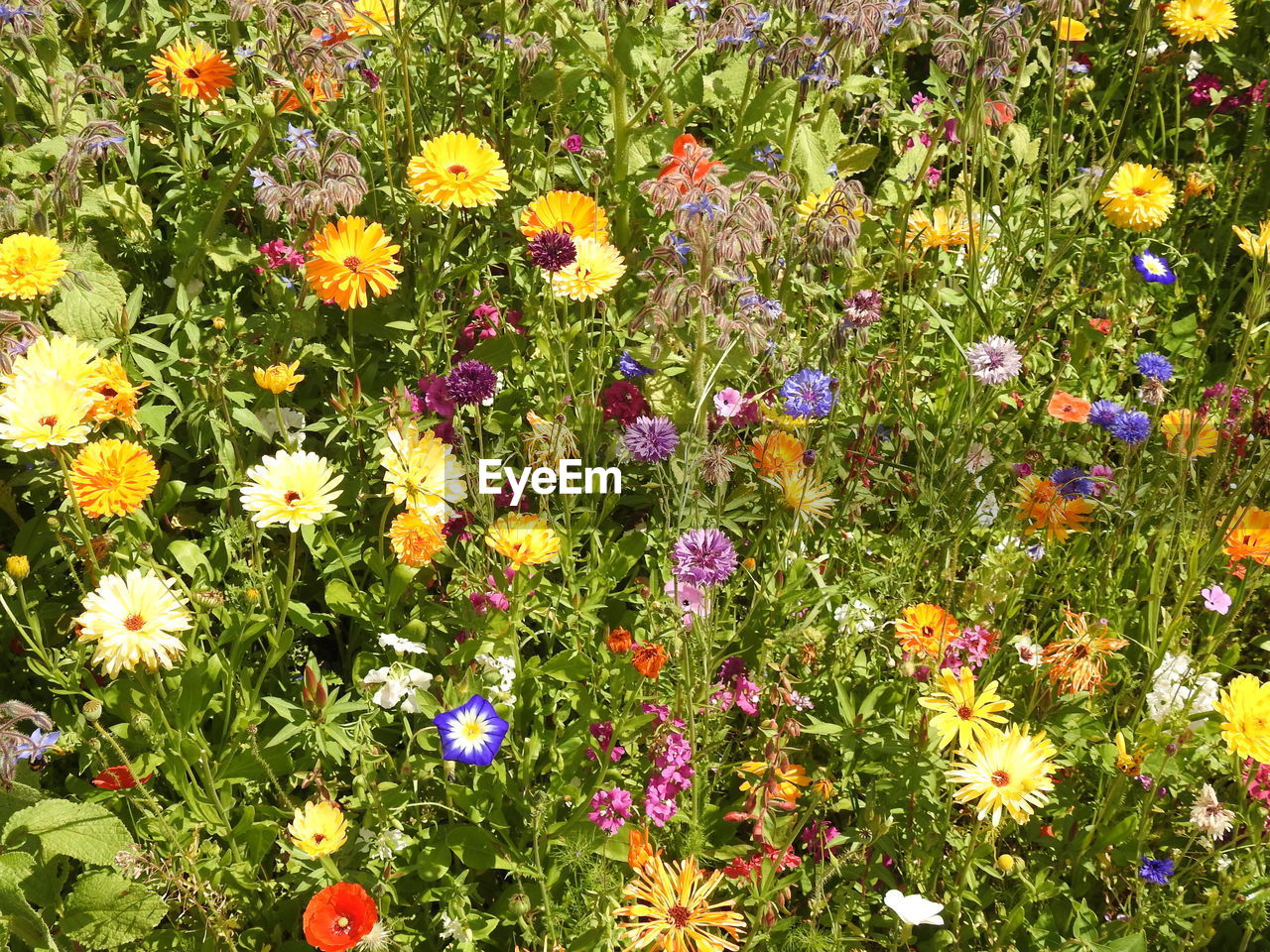 Flowers blooming on field