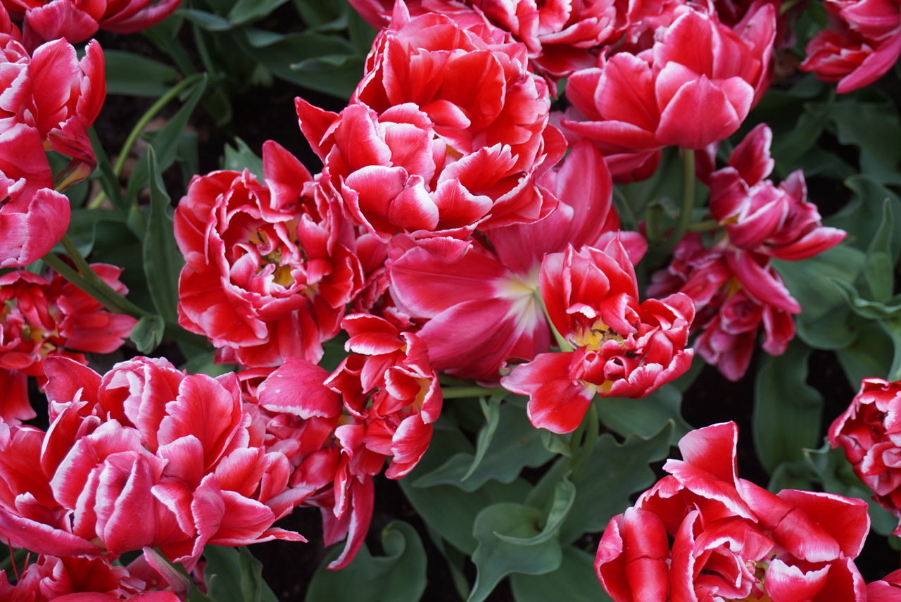 CLOSE-UP OF FLOWERS BLOOMING