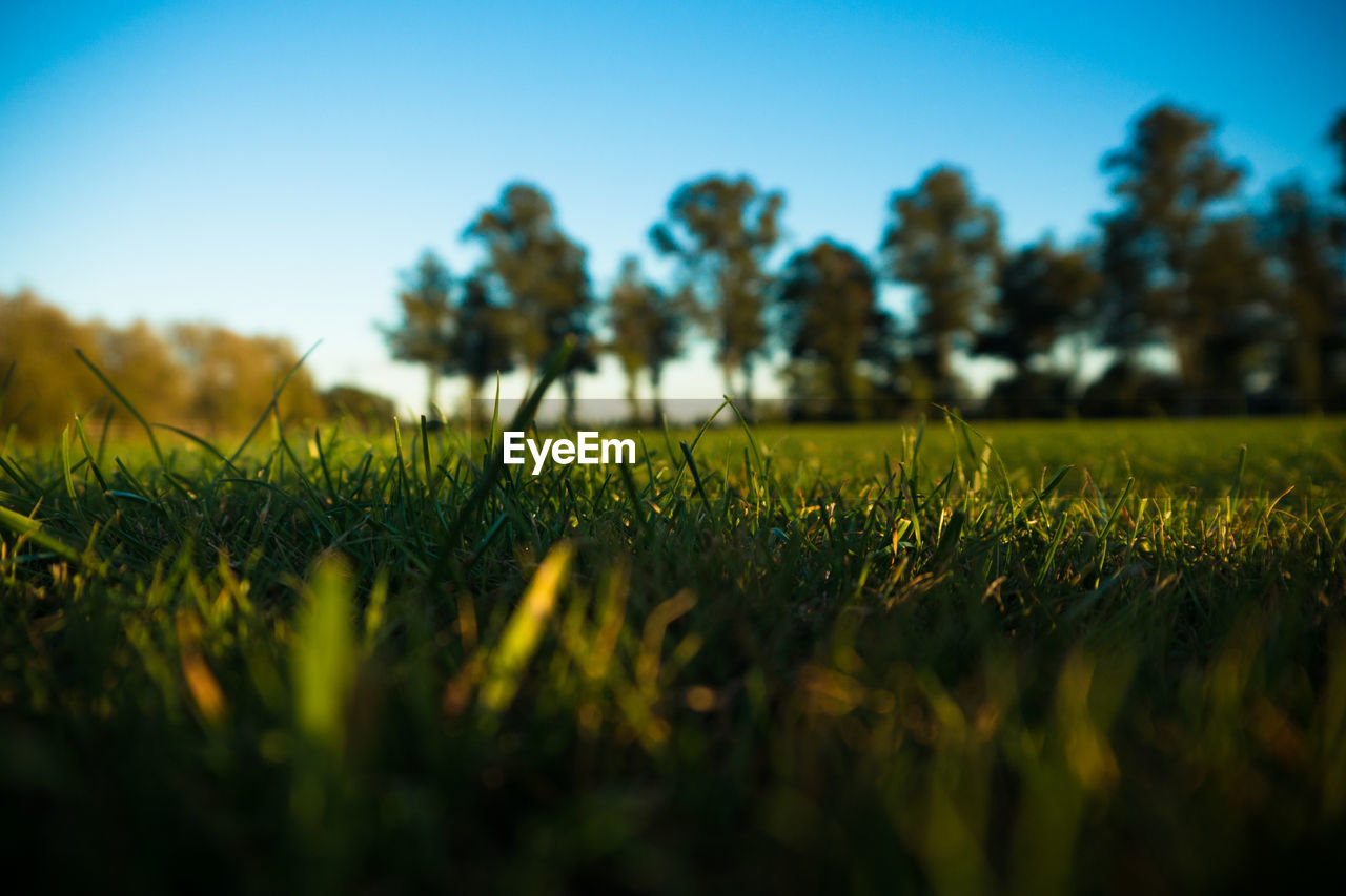 Surface level of countryside landscape against clear sky