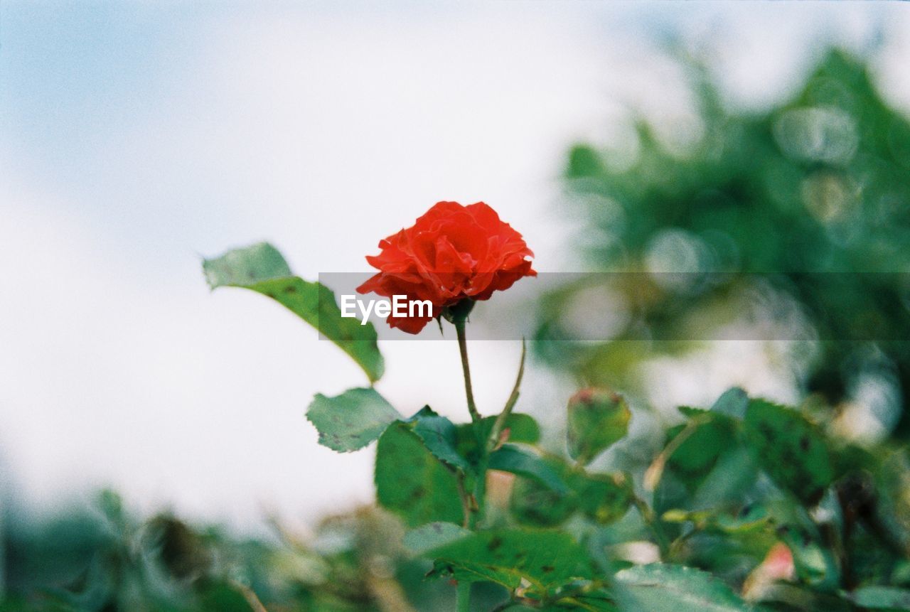 Close-up of red flowering plant