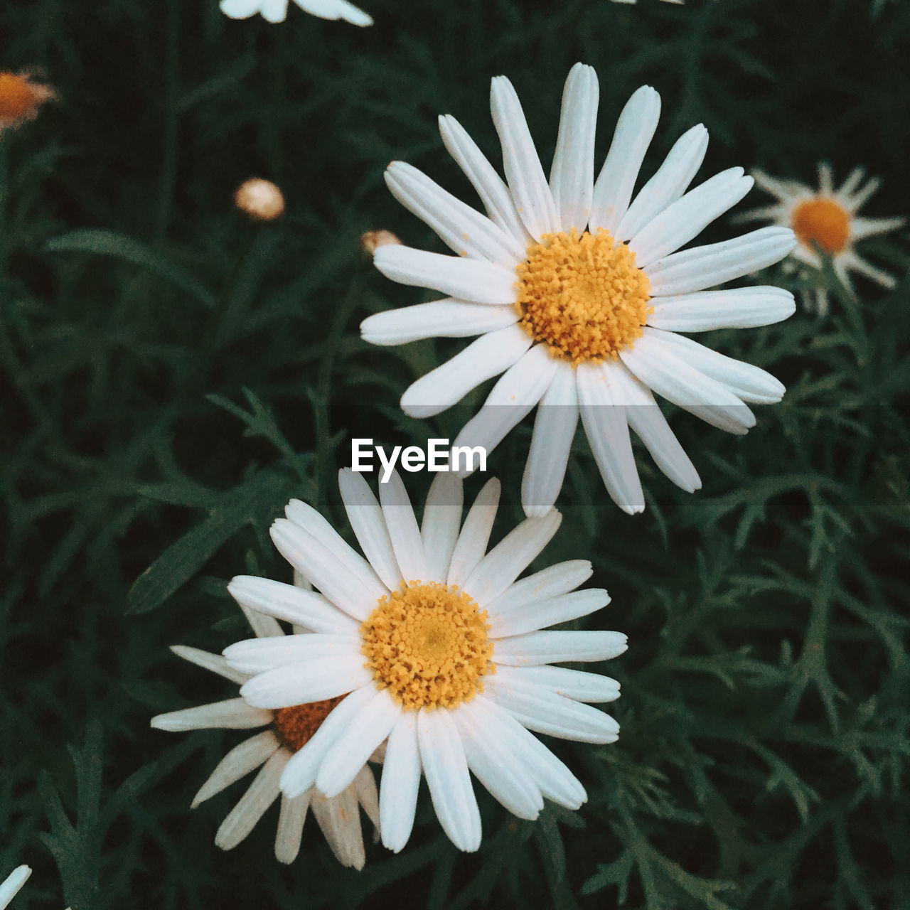 CLOSE-UP OF WHITE DAISIES