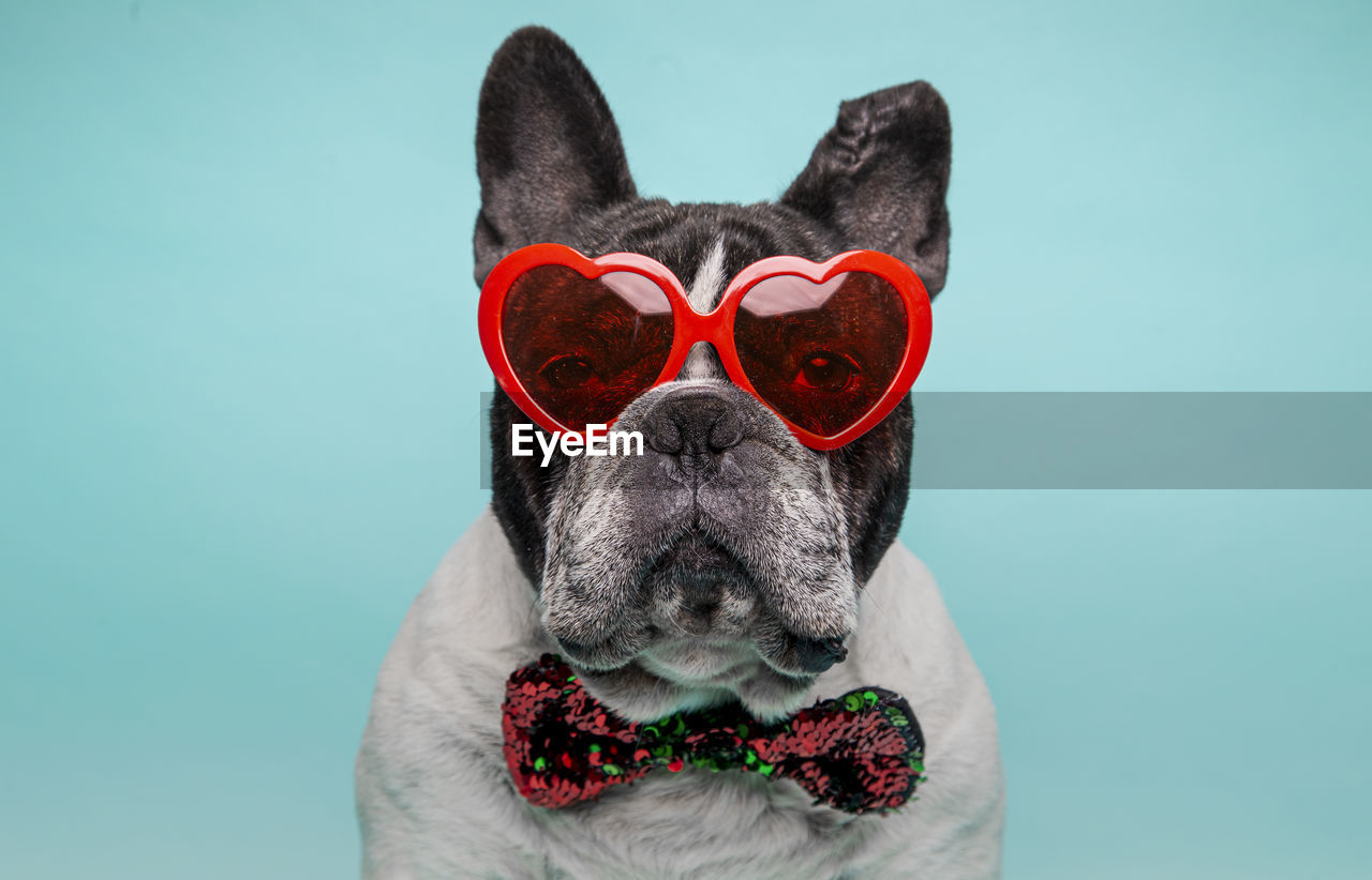 Portrait of french bulldog with heart shaped glasses celebrating valentine's day isolated 