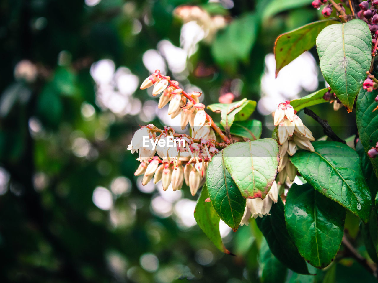 CLOSE-UP OF FLOWERING PLANT ON TREE