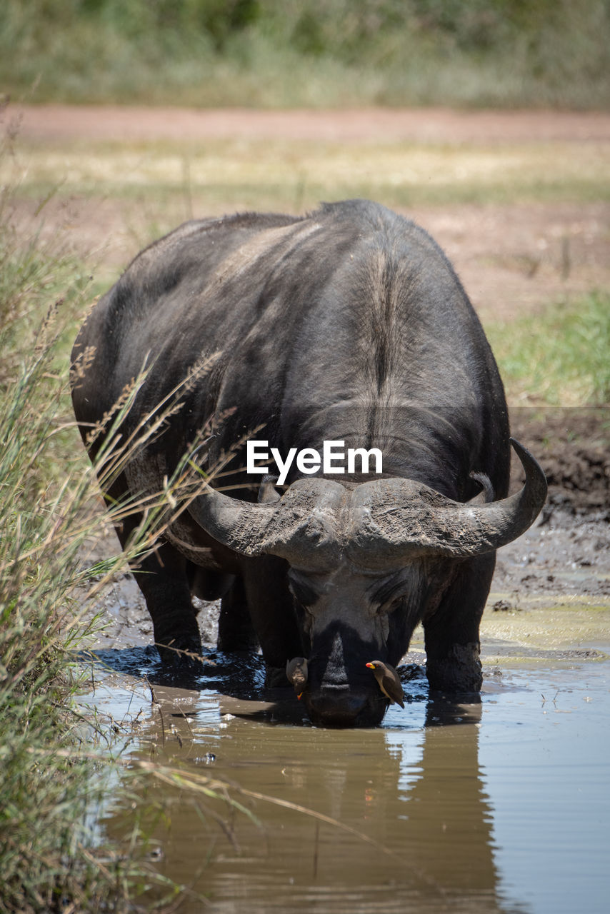 HORSE DRINKING WATER IN LAKE