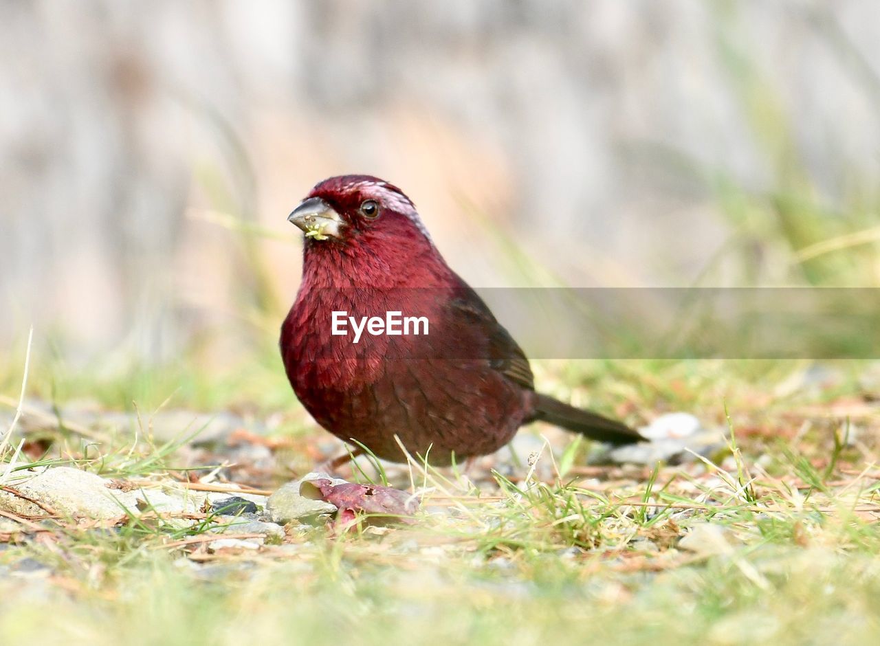 CLOSE-UP OF A BIRD PERCHING ON A FIELD