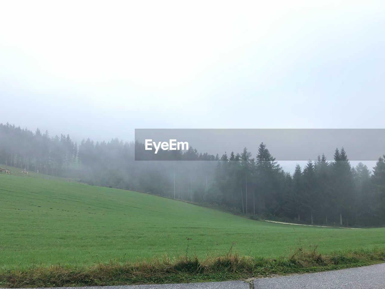 SCENIC VIEW OF FOGGY FIELD AGAINST SKY