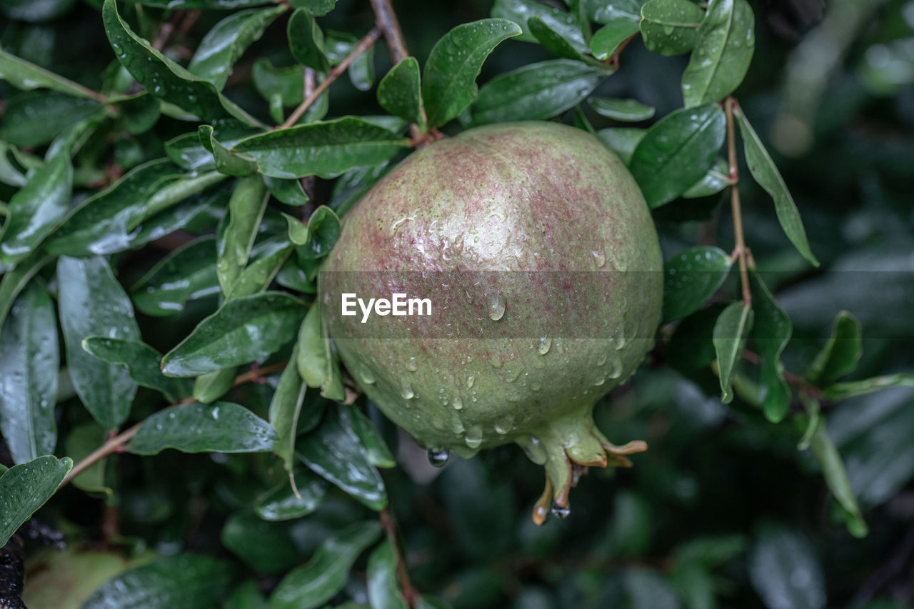 Close-up of wet apple growing on plant