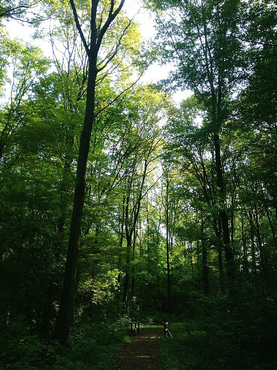 LOW ANGLE VIEW OF TREES AGAINST SKY