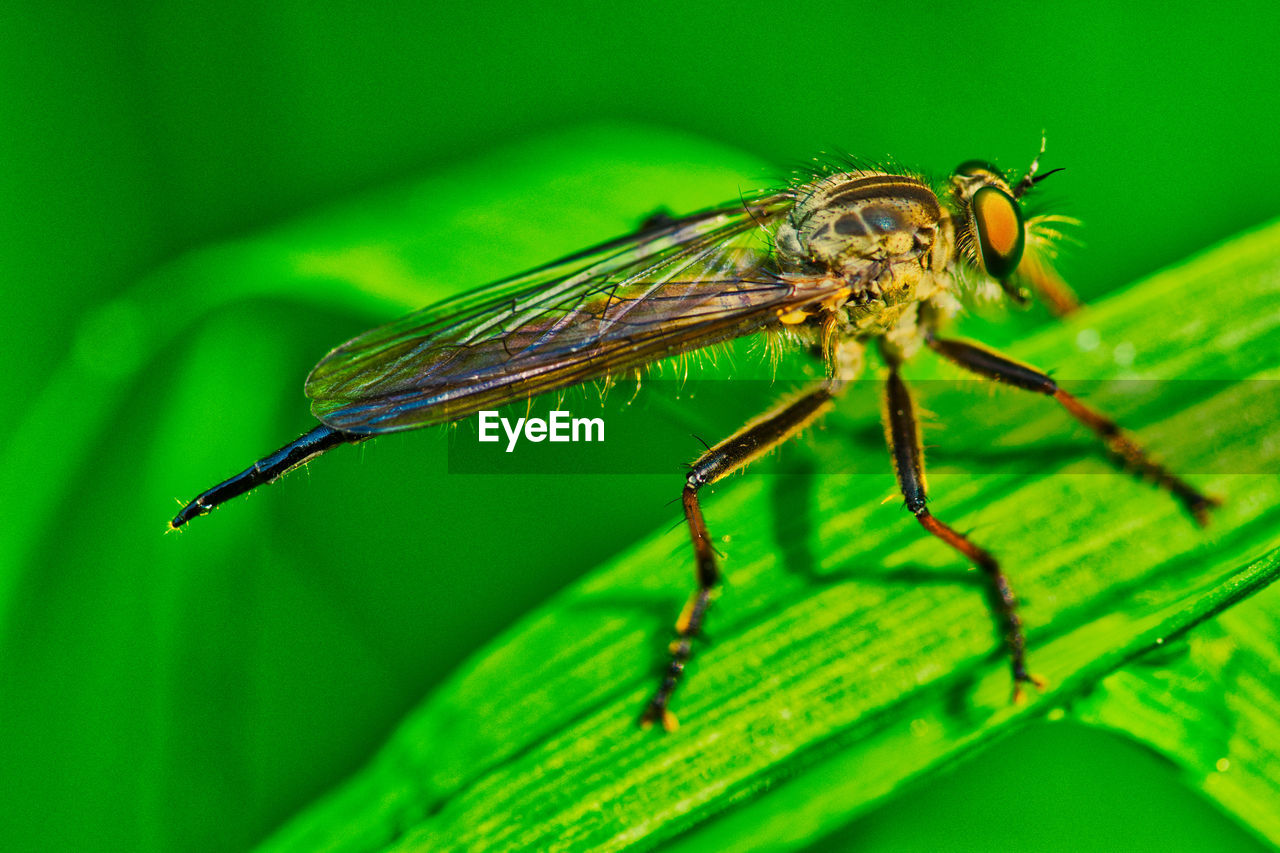 CLOSE-UP OF GRASSHOPPER