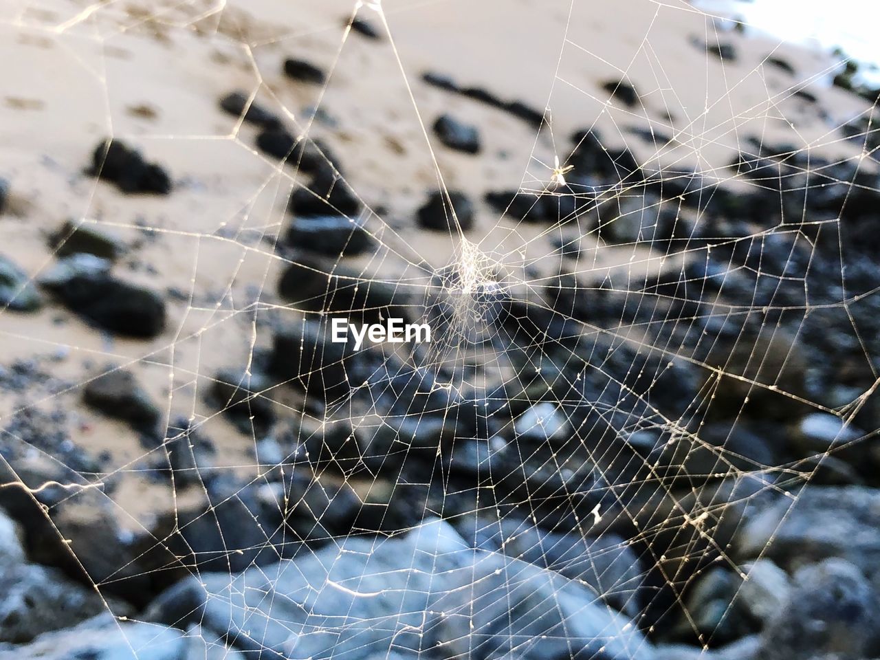 CLOSE-UP OF SPIDER ON WEB AGAINST BLURRED BACKGROUND