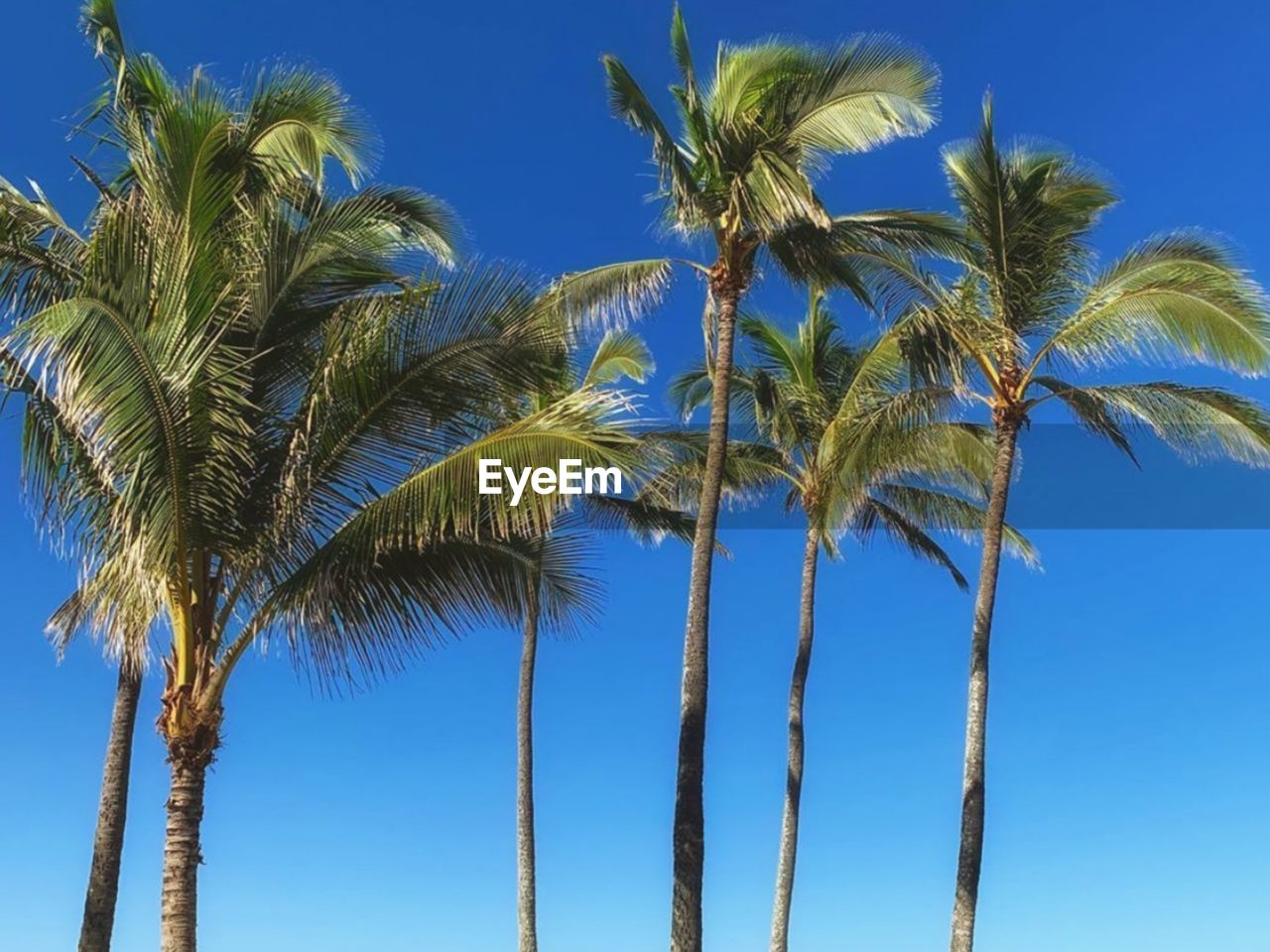 Low angle view of palm trees against blue sky