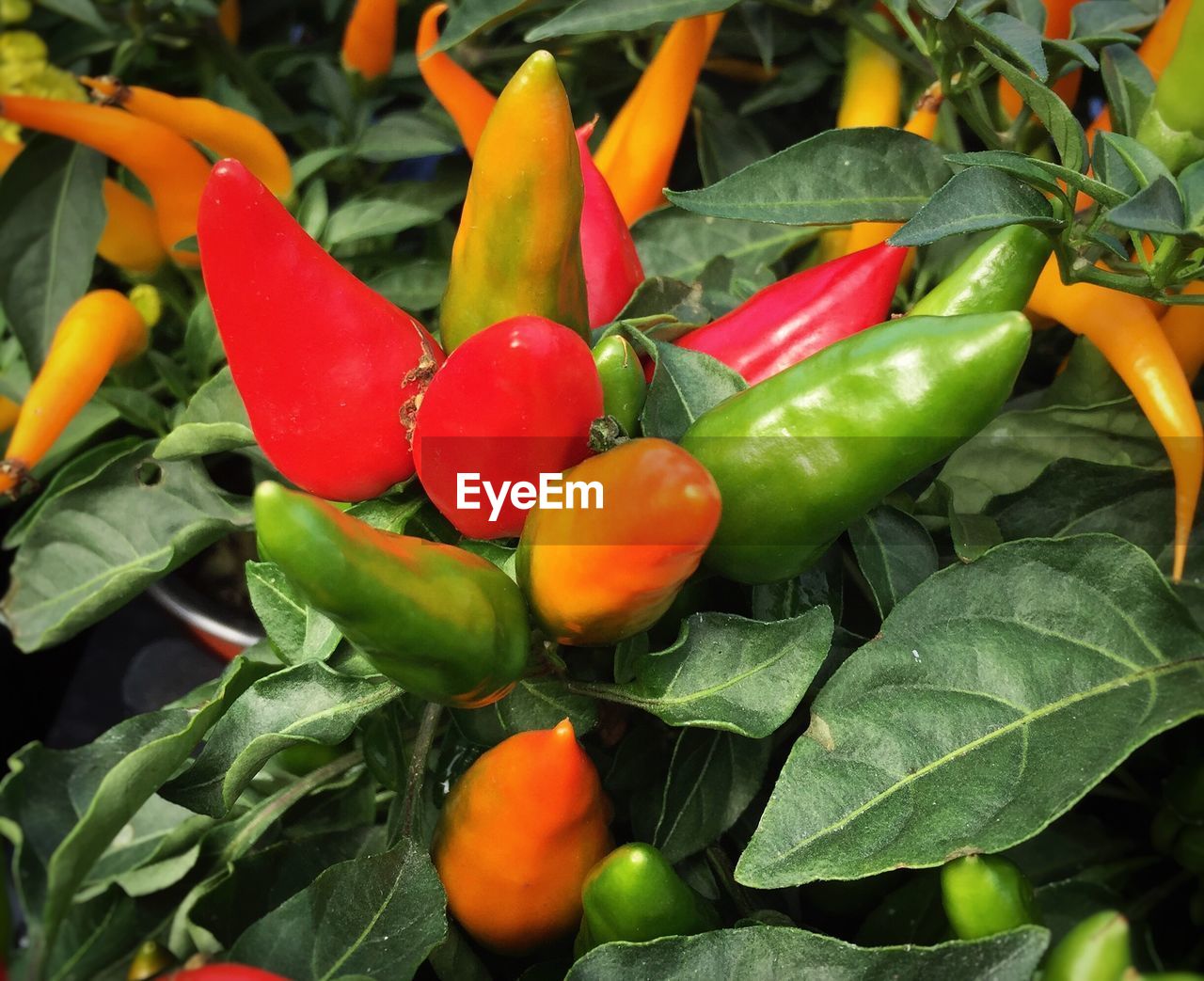 Full frame shot of chili peppers growing on plant