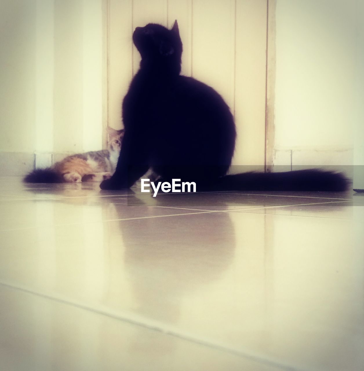 BLACK CAT SITTING ON CARPET