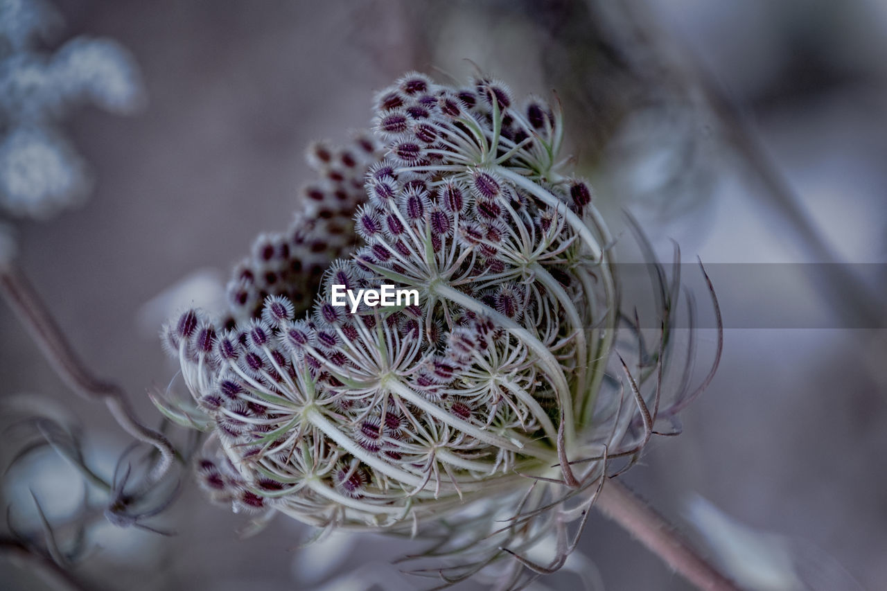 HIGH ANGLE VIEW OF POTTED PLANT