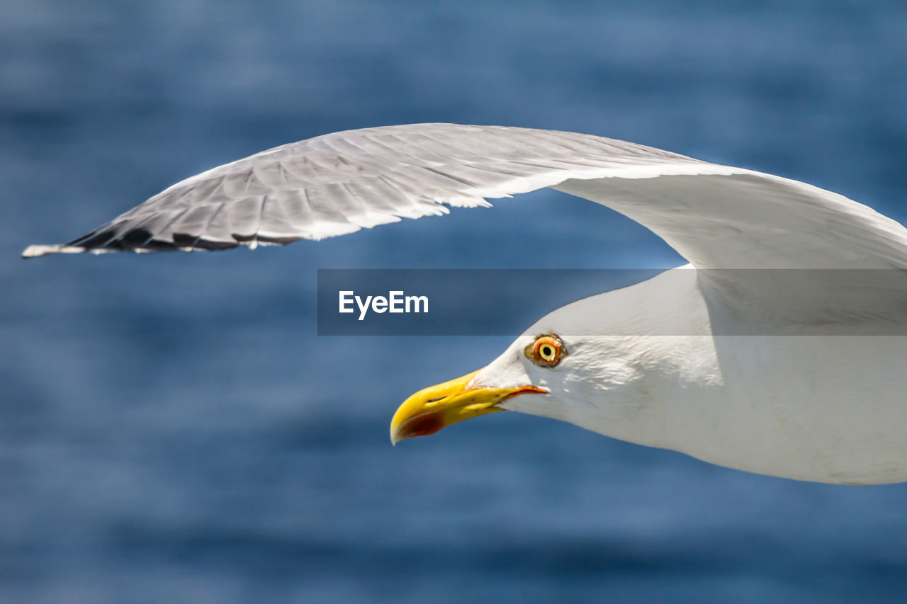 European herring gull, seagull, larus argentatus flying in the summer along the shores of aegean sea