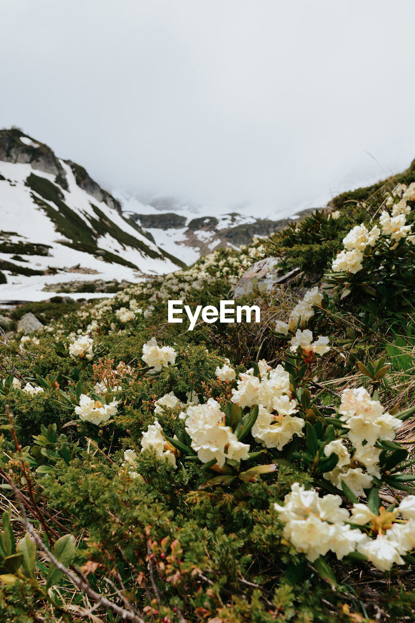 SCENIC VIEW OF FLOWERING PLANTS AGAINST SKY