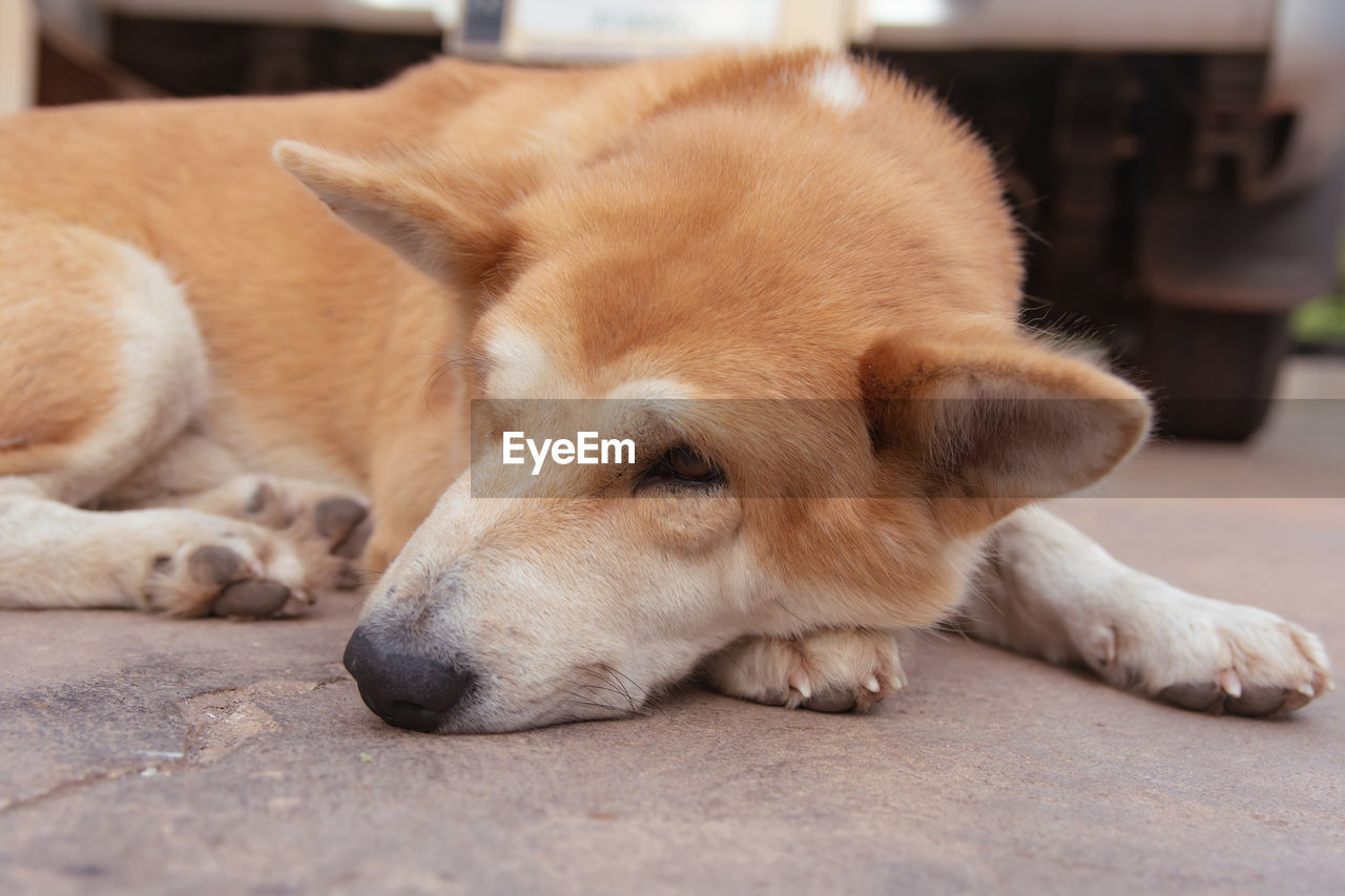 CLOSE-UP OF A SLEEPING DOG