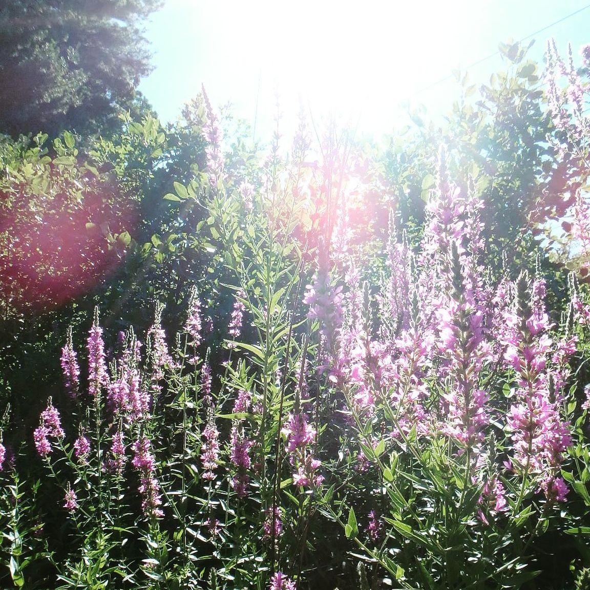 Purple flowers blooming during sunny day