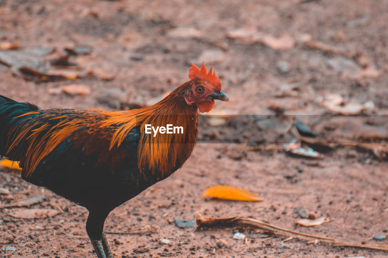 Close-up of rooster on land