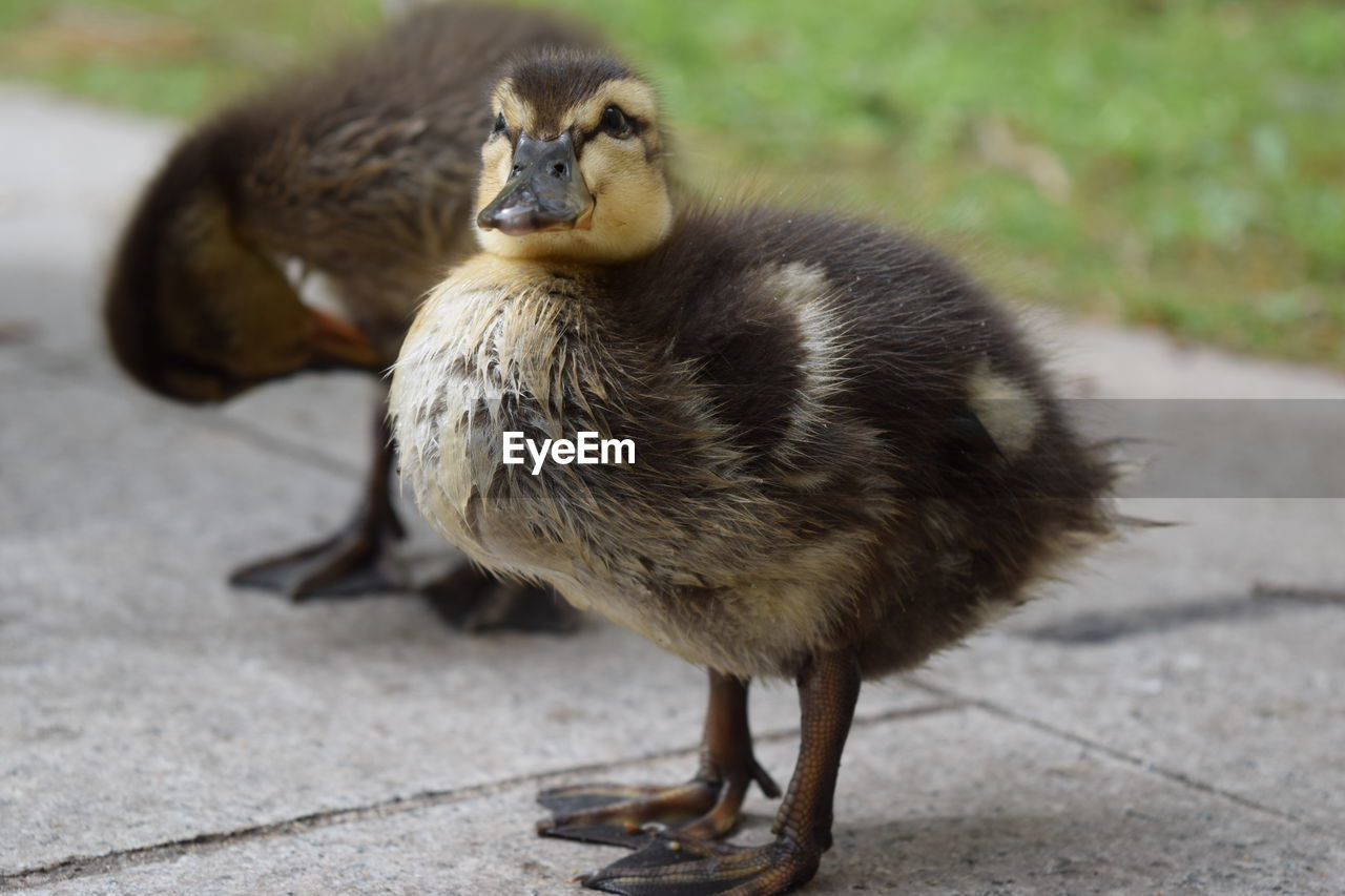 Ducklings on footpath