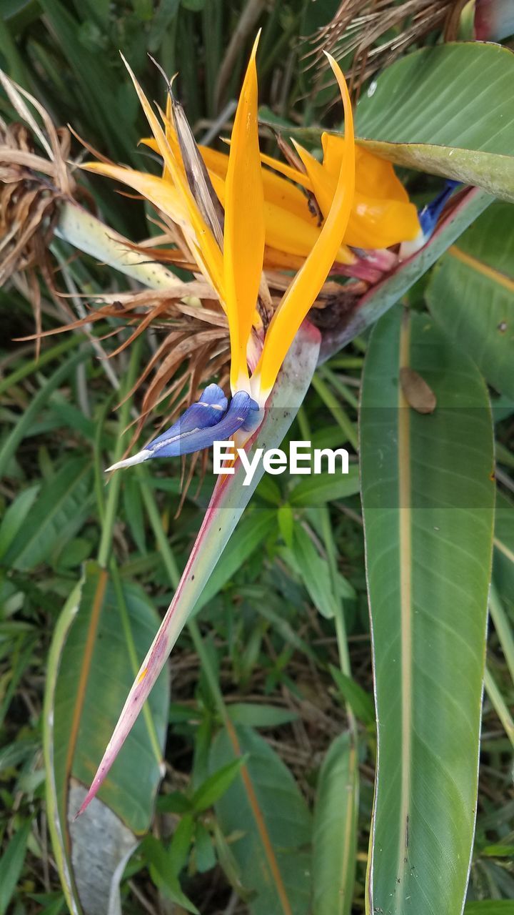 CLOSE-UP OF FLOWER