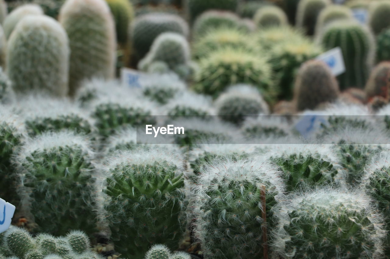 CLOSE-UP OF CACTUS PLANT