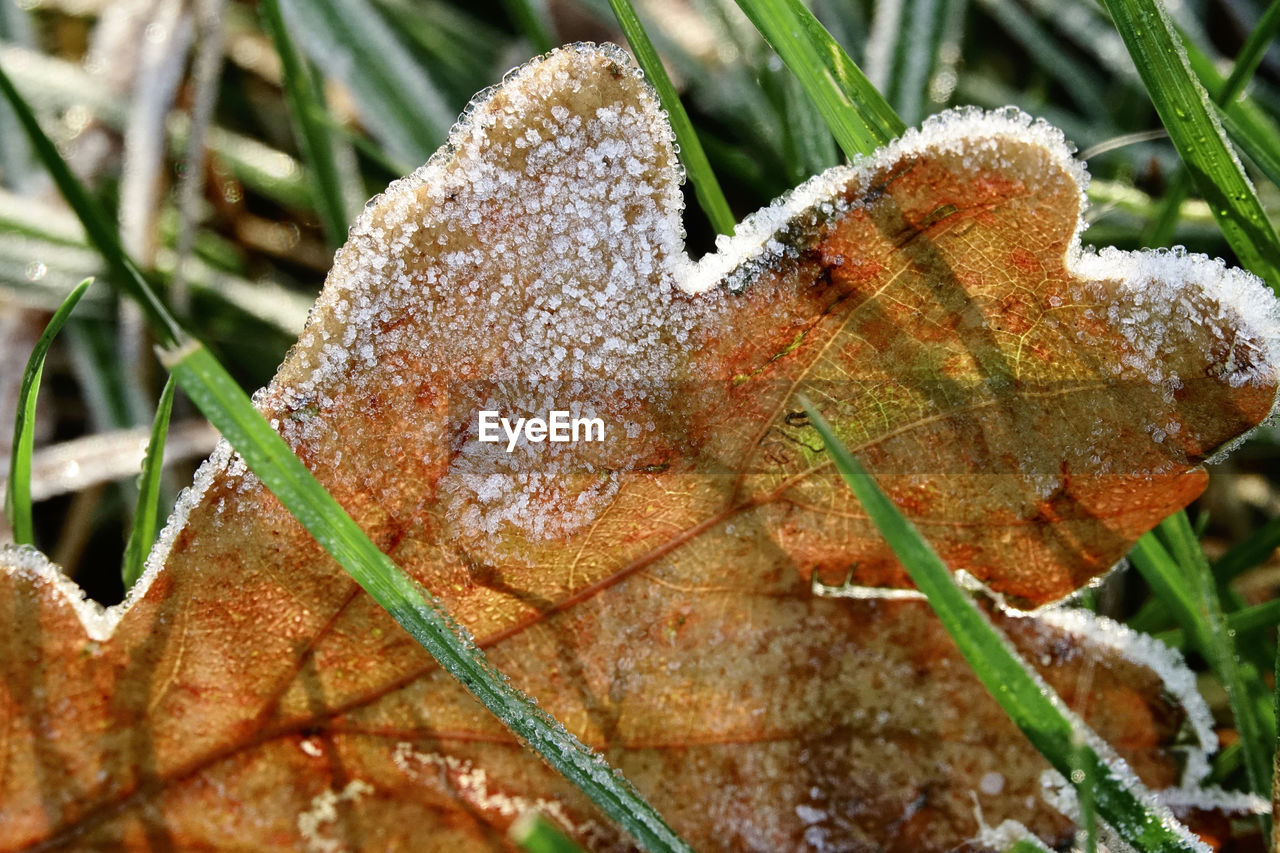 CLOSE-UP OF FROZEN LEAVES DURING WINTER